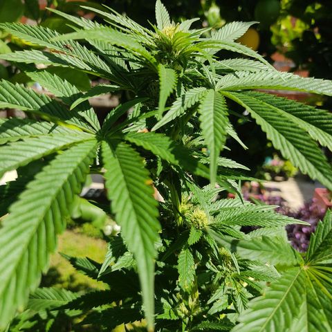 Tropicana wfc growlog timeline photo