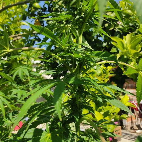 Tropicana wfc growlog timeline photo