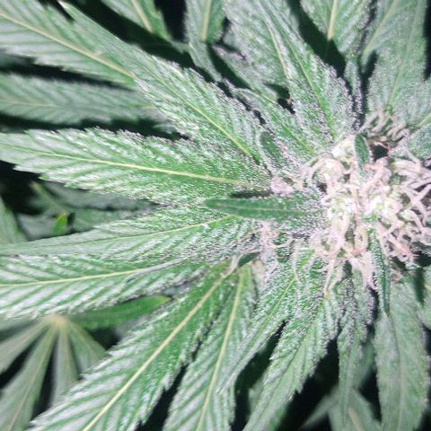 Tropicana wfc growlog timeline photo