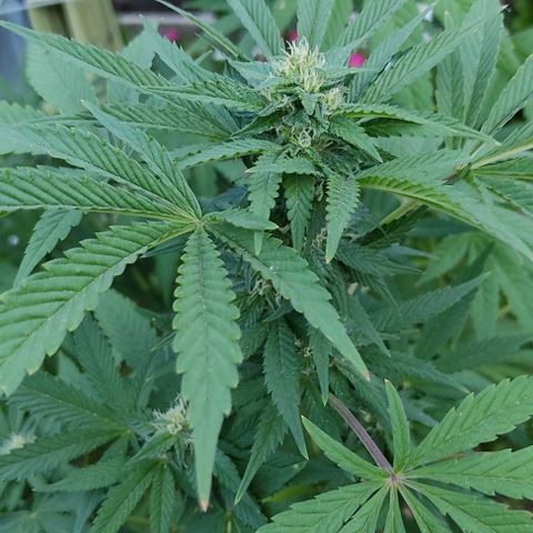 Tropicana wfc growlog timeline photo