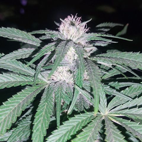 Tropicana wfc growlog timeline photo