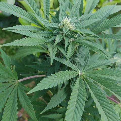 Tropicana wfc growlog timeline photo