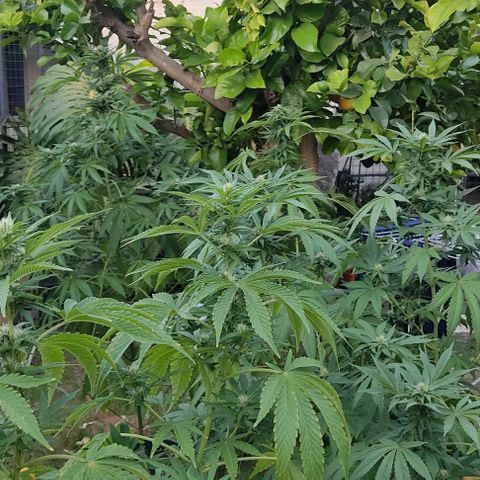 Tropicana wfc growlog timeline photo