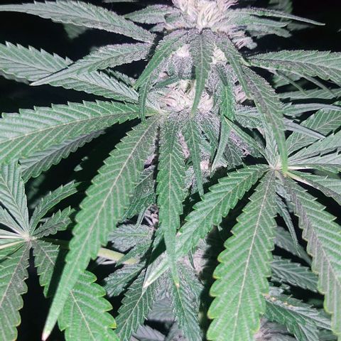 Tropicana wfc growlog timeline photo
