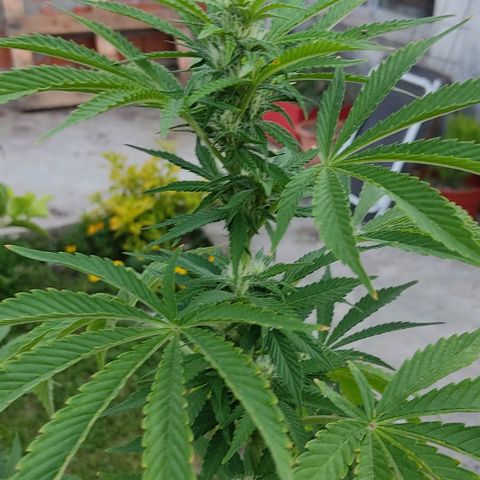 Tropicana wfc growlog timeline photo