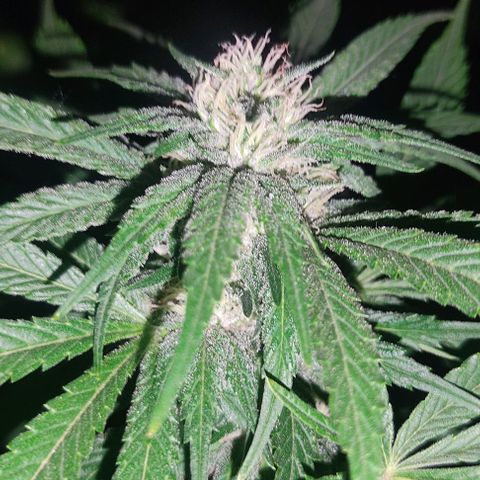 Tropicana wfc growlog timeline photo