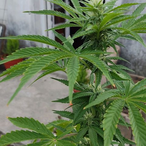 Tropicana wfc growlog timeline photo