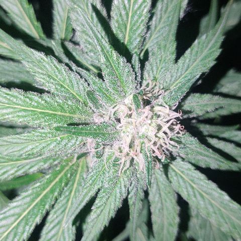 Tropicana wfc growlog timeline photo