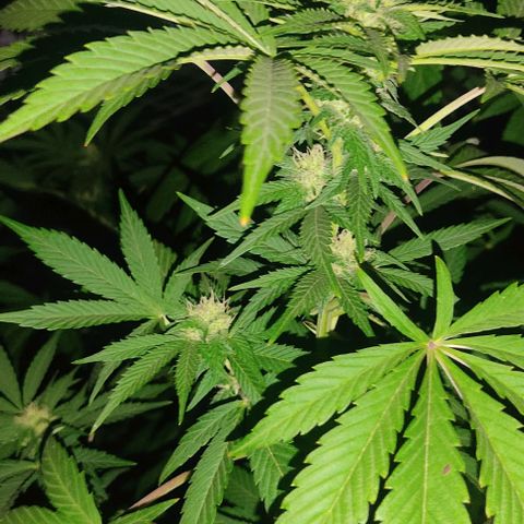 Tropicana wfc growlog timeline photo