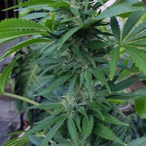 Tropicana wfc growlog timeline photo