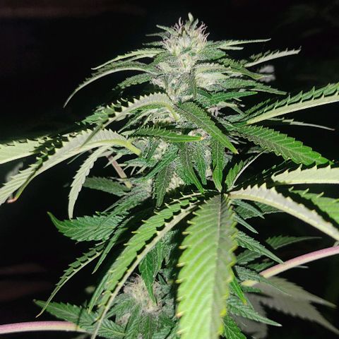 Tropicana wfc growlog timeline photo