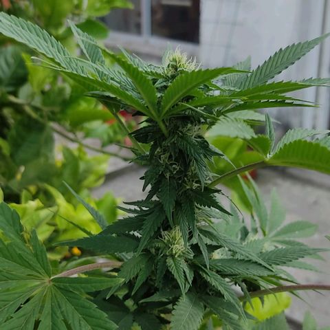 Tropicana wfc growlog timeline photo