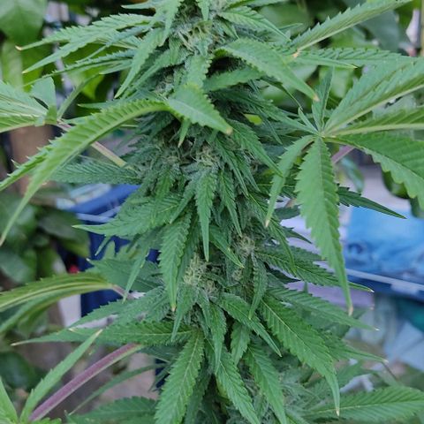 Tropicana wfc growlog timeline photo