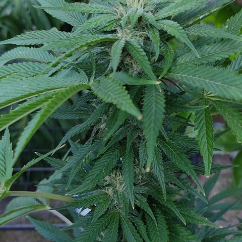 Tropicana wfc growlog timeline photo