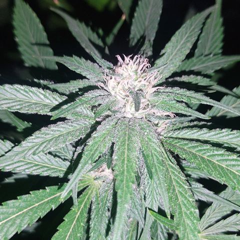 Tropicana wfc growlog timeline photo