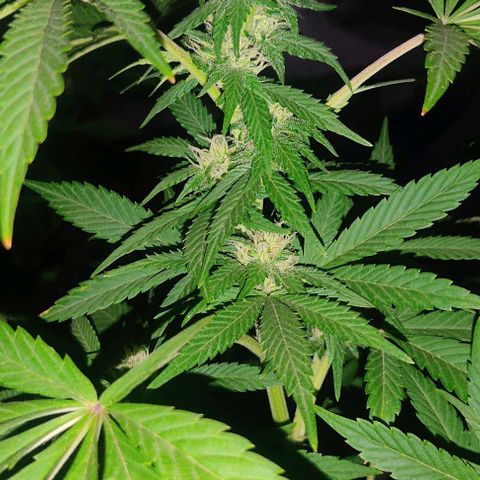 Tropicana wfc growlog timeline photo