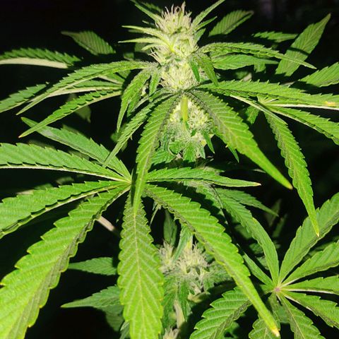 Tropicana wfc growlog timeline photo