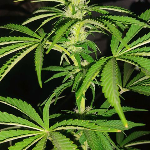 Tropicana wfc growlog timeline photo