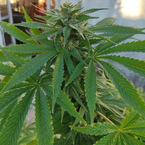 Tropicana wfc growlog timeline photo