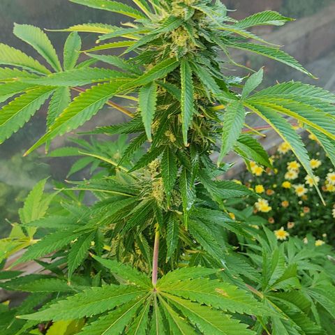 Tropicana wfc growlog timeline photo