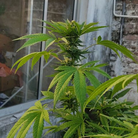 Tropicana wfc growlog timeline photo