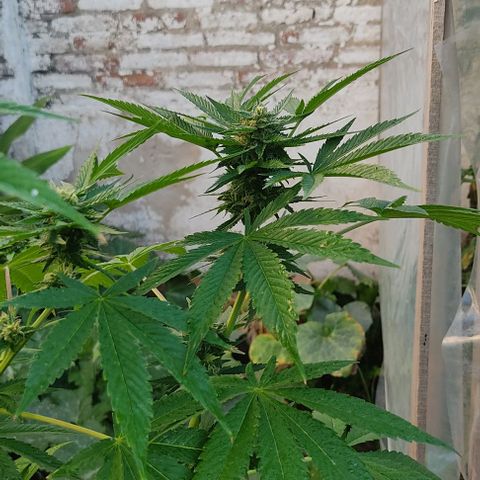 Tropicana wfc growlog timeline photo