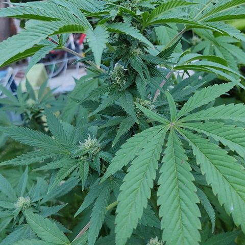 Tropicana wfc growlog timeline photo