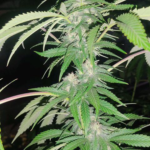 Tropicana wfc growlog timeline photo