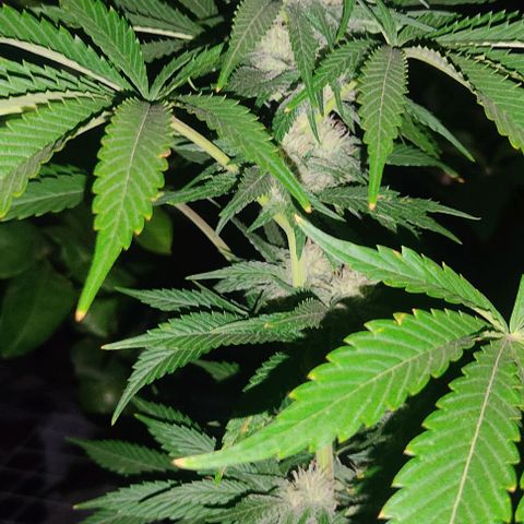 Tropicana wfc growlog timeline photo