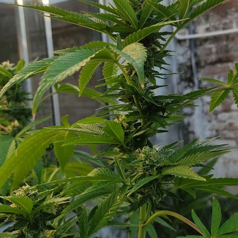 Tropicana wfc growlog timeline photo