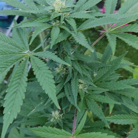 Tropicana wfc growlog timeline photo