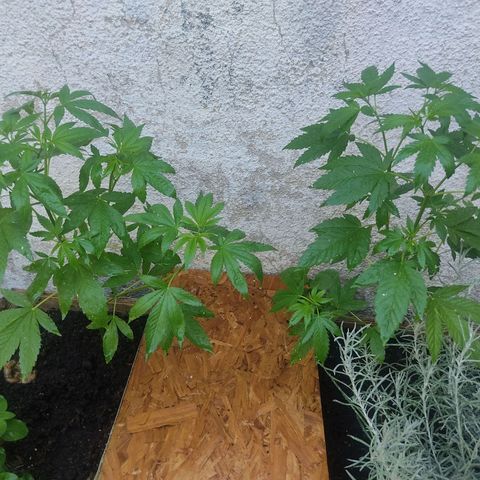 Bananaka growlog timeline photo