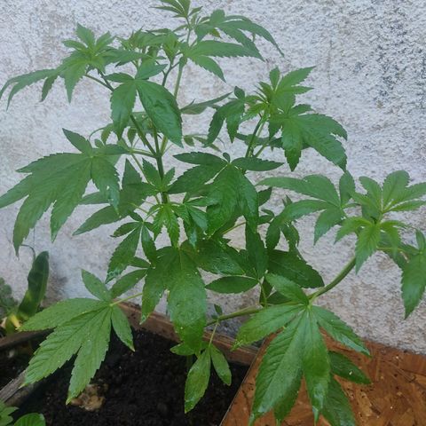 Bananaka growlog timeline photo