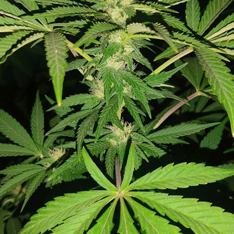 Tropicana wfc growlog timeline photo