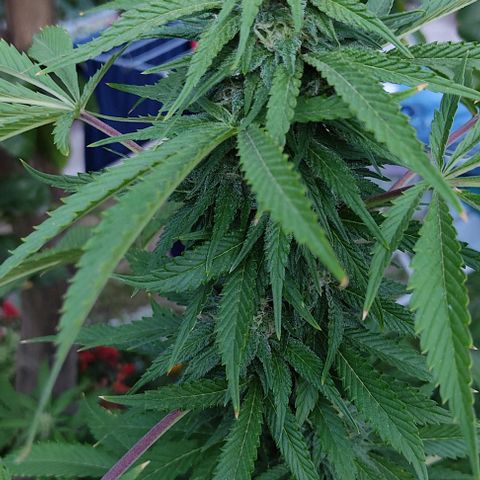 Tropicana wfc growlog timeline photo