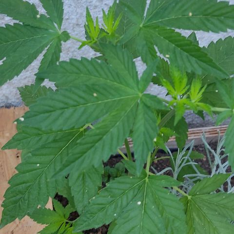 Bananaka growlog timeline photo