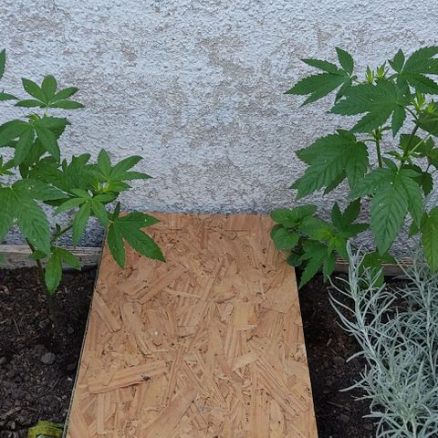 Bananaka growlog timeline photo