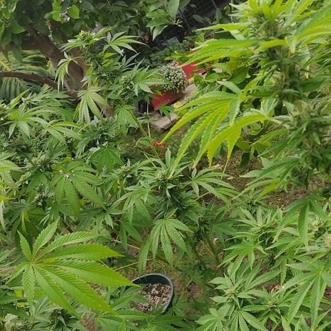 Tropicana wfc growlog timeline photo