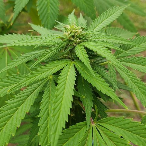 Tropicana wfc growlog timeline photo
