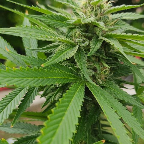 Tropicana wfc growlog timeline photo