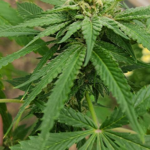 Tropicana wfc growlog timeline photo