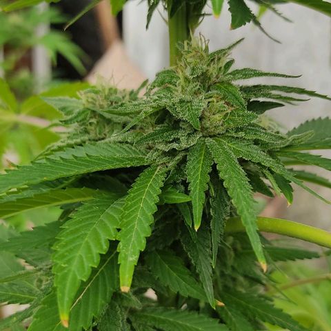 Tropicana wfc growlog timeline photo
