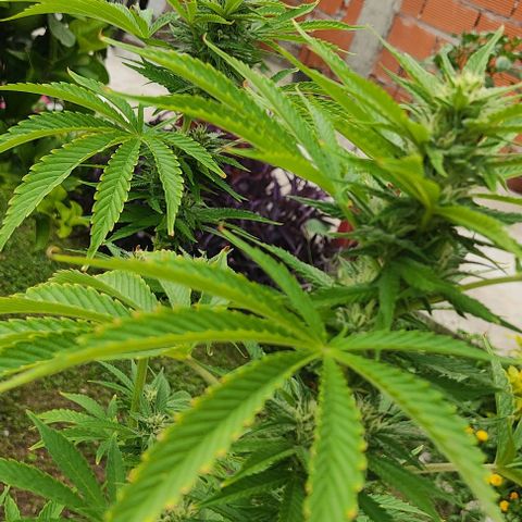 Tropicana wfc growlog timeline photo