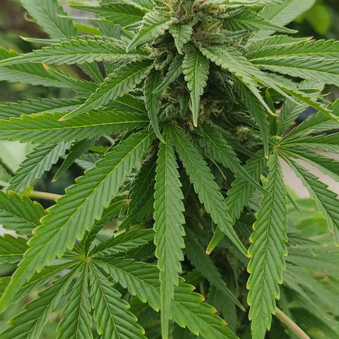 Tropicana wfc growlog timeline photo