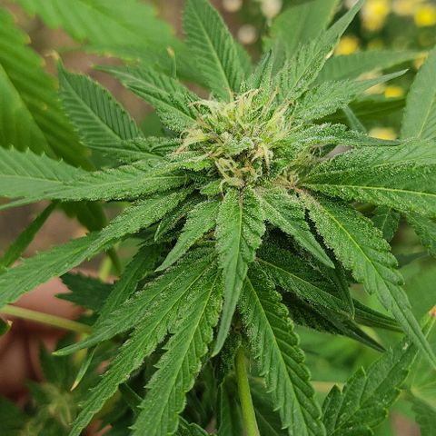 Tropicana wfc growlog timeline photo