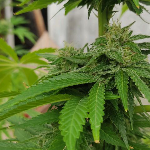 Tropicana wfc growlog timeline photo