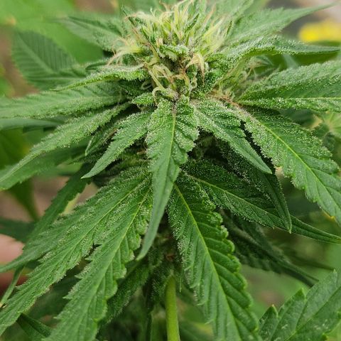 Tropicana wfc growlog timeline photo