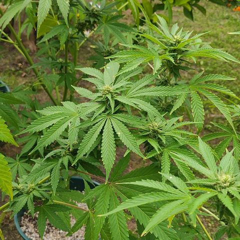 Tropicana wfc growlog timeline photo