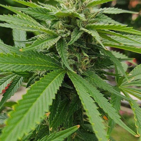 Tropicana wfc growlog timeline photo