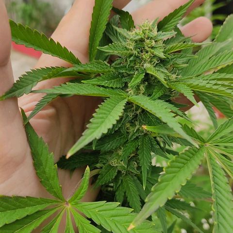 Tropicana wfc growlog timeline photo